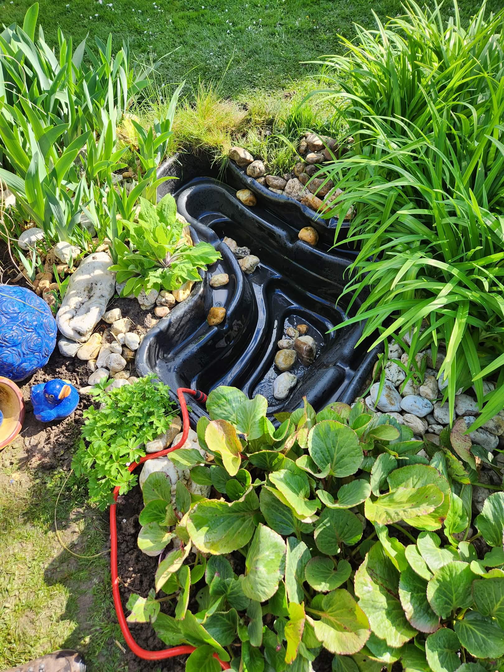 Pond care
